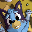 Bluey Heeler's avatar